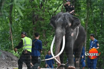 තෑගි කළ ඇත්තු දෙන්නා නැවත තායිලන්තටම ගෙන්වා ගන්න යයි