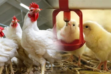 விவசாய அமைச்சினால் விசேட வேலைத்திட்டம்