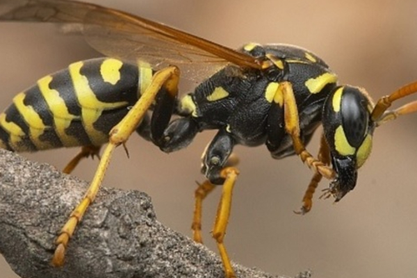 பல்கலை மாணவர்கள் மீது குளவி தாக்குதல் – ஆறு பேர் வைத்தியசாலையில் | Uni Students Hospitalized After Wasp Attack பல்கலை மாணவர்கள் மீது குளவி தாக்குதல் – ஆறு பேர் வைத்தியசாலையில் | Uni Students Hospitalized After Wasp Attack