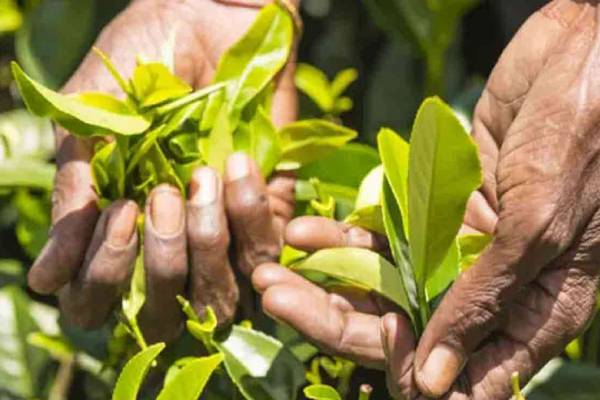 பெருந்தோட்டத் தொழிலாளர்களின் சம்பள உயர்வு ஒப்பந்தம் தொடர்பில் வெளியான தகவல் | Salary Increase Agreement