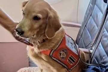 நிலநடுக்கத்தில் மீட்புப் பணியில் ஈடுபட்ட நாய்களை கெளரவித்த துருக்கி விமான நிறுவனம்!