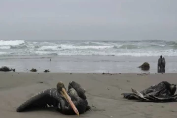 ஆயிரக்கணக்கான பெலிகன் பறவைகள் திடீரென உயிரிழப்பு: வெளியான அதிர்ச்சி காரணம்