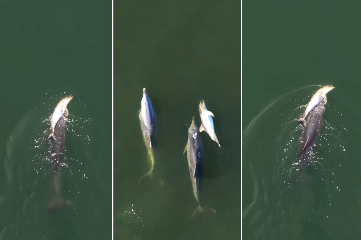 Mother Dolphin Mourns Dead Calf for Days Mother Dolphin Mourns Dead Calf for Days