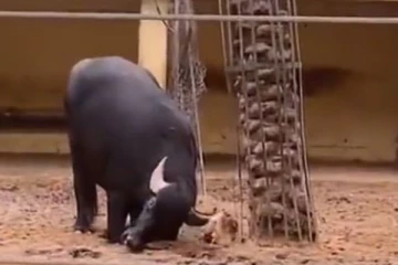 குப்புற கவிழ்ந்து துடி துடித்த ஆமை.... அடுத்த நொடியே காட்டெருமை செய்த உதவி! சிலிர்க்க வைத்த காட்சி