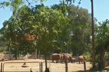 இஸ்ரேல் பாலஸ்தீன மோதல்களின்போது உயிரியல் பூங்கா ஒன்றில் நிகழ்ந்த ஒரு ஆச்சரிய நிகழ்வு!