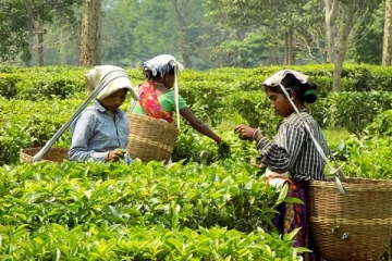 இந்தியாவில் இருந்து தேயிலை இறக்குமதியை அதிகரிக்கும் ரஷ்யா!