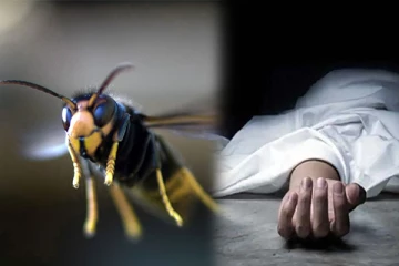 யாழில் குளவிக்கொட்டுக்கு இலக்காகிய பெண் மரணம்