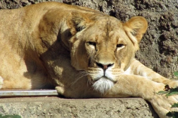 வண்டலூர் பூங்காவில் அடுத்தடுத்து கொரோனாவுக்கு இரையாகும் சிங்கங்கள் - மேலும் ஒரு சிங்கம் உயிரிழப்பு!