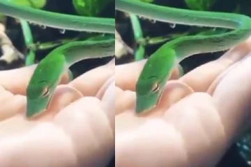 மனிதனின் கையில் தண்ணீர் குடித்த பச்சை பாம்பு : வைரலாகும் காணொளி