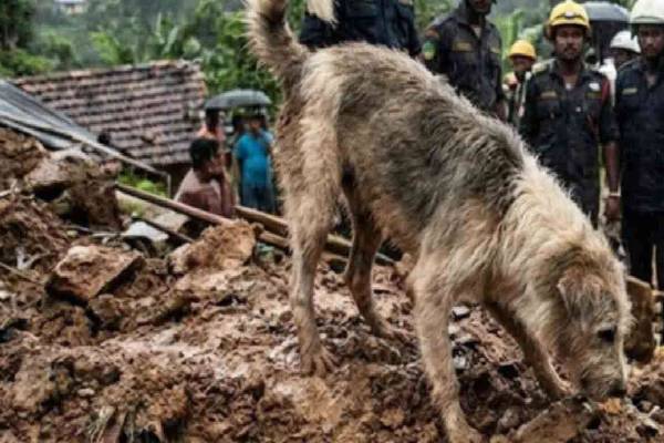 மாத்தளையில் பெரும் சோகம் - ஒரே குடும்பத்தை சேர்ந்த 7 பேரின் சடலங்களை மீட்க உதவிய நாய் | Amboka Tragedy Seven Members Death மாத்தளையில் பெரும் சோகம் - ஒரே குடும்பத்தை சேர்ந்த 7 பேரின் சடலங்களை மீட்க உதவிய நாய் | Amboka Tragedy Seven Members Death