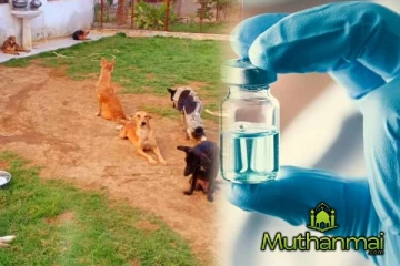 சம்மாந்துரையில் கட்டாக்காலி நாய்களுக்கு தடுப்பூசி வழங்கும் திட்டம்