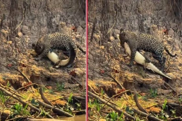 முதலையில் கழுத்தை ஒற்றை பிடியில் கௌவிய சிறுத்தை... பதறவைக்கும் காட்சி