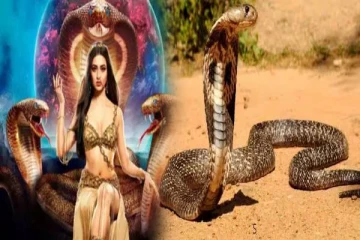 பாம்புகள் பழி வாங்கும் என்பது உண்மையா? அறிவியல் ஆய்வு தகவல்!