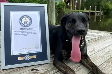 இவ்வளவு நீளமான நாக்கா? கின்னஸ் சாதனை படைத்த நாய்- இவ்வுலகில் யாமறியா வினோதம்