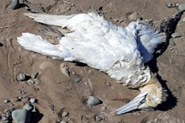 கனடாவில் கருணைக்கொலை செய்யப்பட்ட பாரியளவு உயிரினங்கள் | Massive Creatures Euthanized In Canada