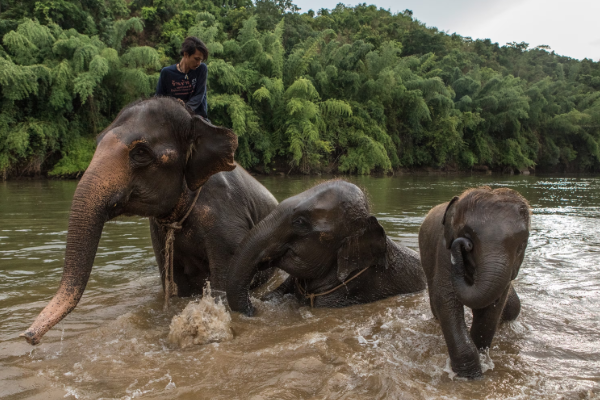 இரண்டு யானைகளை திருப்பி அழைக்க விரும்பும் தாய்லாந்து | Thailand Wants To Recall Two Elephants இரண்டு யானைகளை திருப்பி அழைக்க விரும்பும் தாய்லாந்து | Thailand Wants To Recall Two Elephants