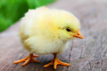 குழந்தை வரம் வேண்டி கோழிக்குஞ்சை உயிரோடு விழுங்கிய இளைஞர் உயிரிழப்பு.., ஜோதிடரால் நடந்த விபரீதம்