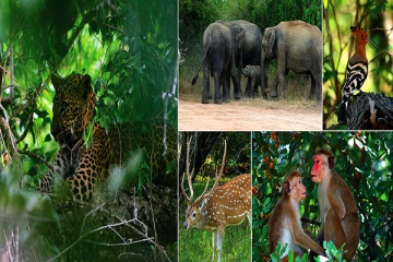 ஆபிரிக்காவிற்கு வெளியில் வனவிலங்குகளை பார்வையிட சிறந்த இடமாக இலங்கை தரப்படுத்தல்