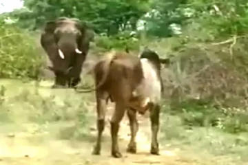 "ஒத்தைக்கு ஒத்த" - யானை முன் சீறி நின்ற காளை மாடு