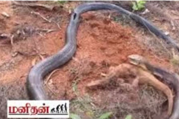 வட்டமிட்ட நிலையில் ராட்சத பாம்பு.... மாட்டிக்கொண்ட உடும்பின் நிலை என்ன தெரியுமா?