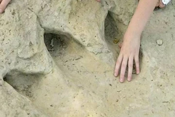 புதிய டைனோசர் இன கால்தடம் கண்டுபிடித்த விஞ்ஞானிகள்: எங்கு தெரியுமா?