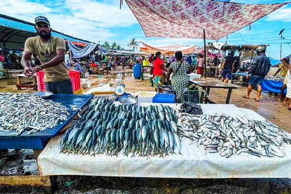 கோழி மற்றும் மீனின்  விலை குறைப்பு ! | Decision To Reduce The Price Of Chicken Fish