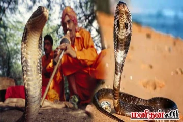 மகுடி இசைக்கு பாம்பு நடனமாடுமா? உண்மை என்ன?