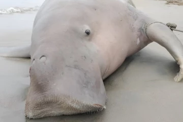 மன்னார் வளைகுடா பகுதியில் இறந்த நிலையில் கரை ஒதுங்கிய கடல் பசு