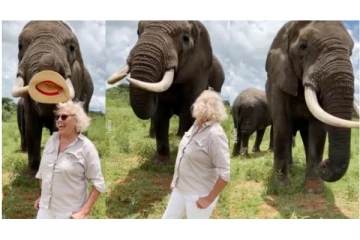 ‘தொப்பியா... எனக்கு தெரியாதுபா?’ தொப்பியை எடுத்து யானை செய்த செயலை பாருங்க... அசந்துடுவீங்க