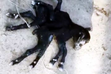 8 கால்கள் 2 இடுப்புடன் பிறந்த அதிசய ஆட்டுக்குட்டி! பிறந்த நொடியே இறந்த அவலம் (வினோத உலகம்)