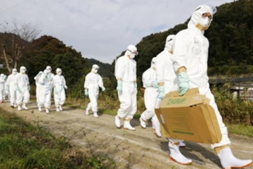 ஜப்பானில் கொல்லப்பட்ட ஒன்றரை லட்சம் கோழிகள்- வெளியான அதிர்ச்சி தகவல்