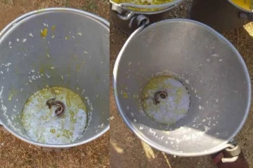 பாடசாலையில் வழங்கிய உணவில் கிடந்த பெரிய பாம்பு! 30 மாணவர்களுக்கு நேர்ந்த கதி