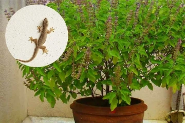 துளசி செடியின் அருகில் பல்லி இருந்தால்.., ஜோதிடம் கூறுவது என்ன?