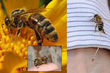 මී මැස්සෙකු ඔබට දෂ්ඨ කළ පසු එම මී මැස්සාට අත්වන බිහිසුණු ඉරණම ගැන ඔබ දන්නවාද?