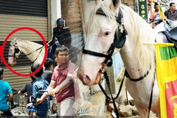 ரணிலுக்கு ஆதரவாக அம்பாறையில் உலா வரும் வெள்ளைக்குதிரைகள்