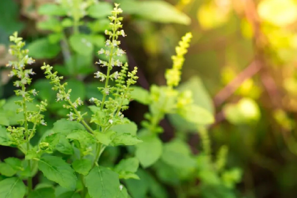 வீடுகளில் துளசி செடி வைத்திருப்பவர்கள் இந்த 8 தவறை மட்டும் செய்து விடாதீர்கள் | 8 Mistakes We Shouldnt Do While Worshiping Tulasi வீடுகளில் துளசி செடி வைத்திருப்பவர்கள் இந்த 8 தவறை மட்டும் செய்து விடாதீர்கள் | 8 Mistakes We Shouldnt Do While Worshiping Tulasi
