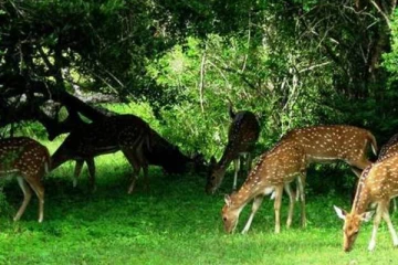 இலங்கையின் தேசிய பூங்காக்களை பார்வையிட இன்று முதல் புதிய திட்டம்