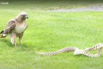 பாம்பை வேட்டையாட நினைத்த கழுகுக்கு கிடைத்த ஷாக்! அதிர்ச்சி காட்சி