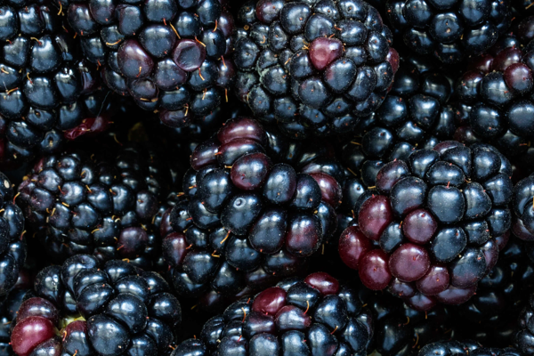 ஒரே வாரத்தில் இப்படி இருந்த உங்க முகம் மாறனுமா? இந்த 1 விதையை மட்டும் வீட்டுல வச்சுக்கோங்க! | Beauty Benefits Blackberry