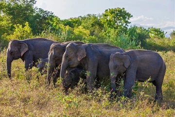 අලි මිනිස් ගැටුමට කඩිනම් විසදුම් - අමාත්‍යවරයාගෙන් පැහැදිලි කිරීමක්