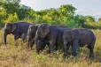 අලි මිනිස් ගැටුමට කඩිනම් විසදුම් - අමාත්‍යවරයාගෙන් පැහැදිලි කිරීමක්
