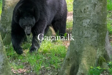 ගසක් යට නිදා සිටි පුද්ගලයකුට වලස් ප්‍රහාරයක්.