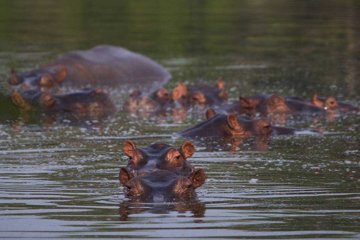 80 நீர்யானைகளை கொல்ல முடிவெடுத்த அரசு - ஆனந்த் அம்பானி விடுத்த வேண்டுகோள் | Anant Ambani To Save 80 Hippos From Colombia
