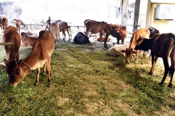 இறைச்சிக் கூடங்களுக்கு அனுப்பப்படவிருந்த கால்நடைகள்! (PHOTOS)