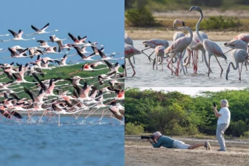 மன்னாருக்கு அழகு சேர்க்கும் வெளிநாட்டு பறவைகள்! படையெடுக்கும் சுற்றுலாப்பயணிகள்