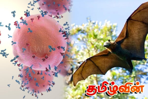 இலங்கையில் ஆபத்தான நிபா வைரஸ் பரவும் அபாயம் - உயிரிழப்புகள் ஏற்படலாம் என அச்சம் | Nipah Virus Fear Gps Collars On Bats