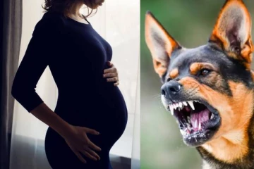 நாய் செய்த செயல்..4 மாத கர்ப்பிணிக்கு நேர்ந்த அவலம் - நீதிமன்றம் அதிரடி உத்தரவு!