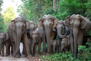 காட்டு யானைகளுக்காக இலங்கையில் உருவாகும் வைத்தியசாலை