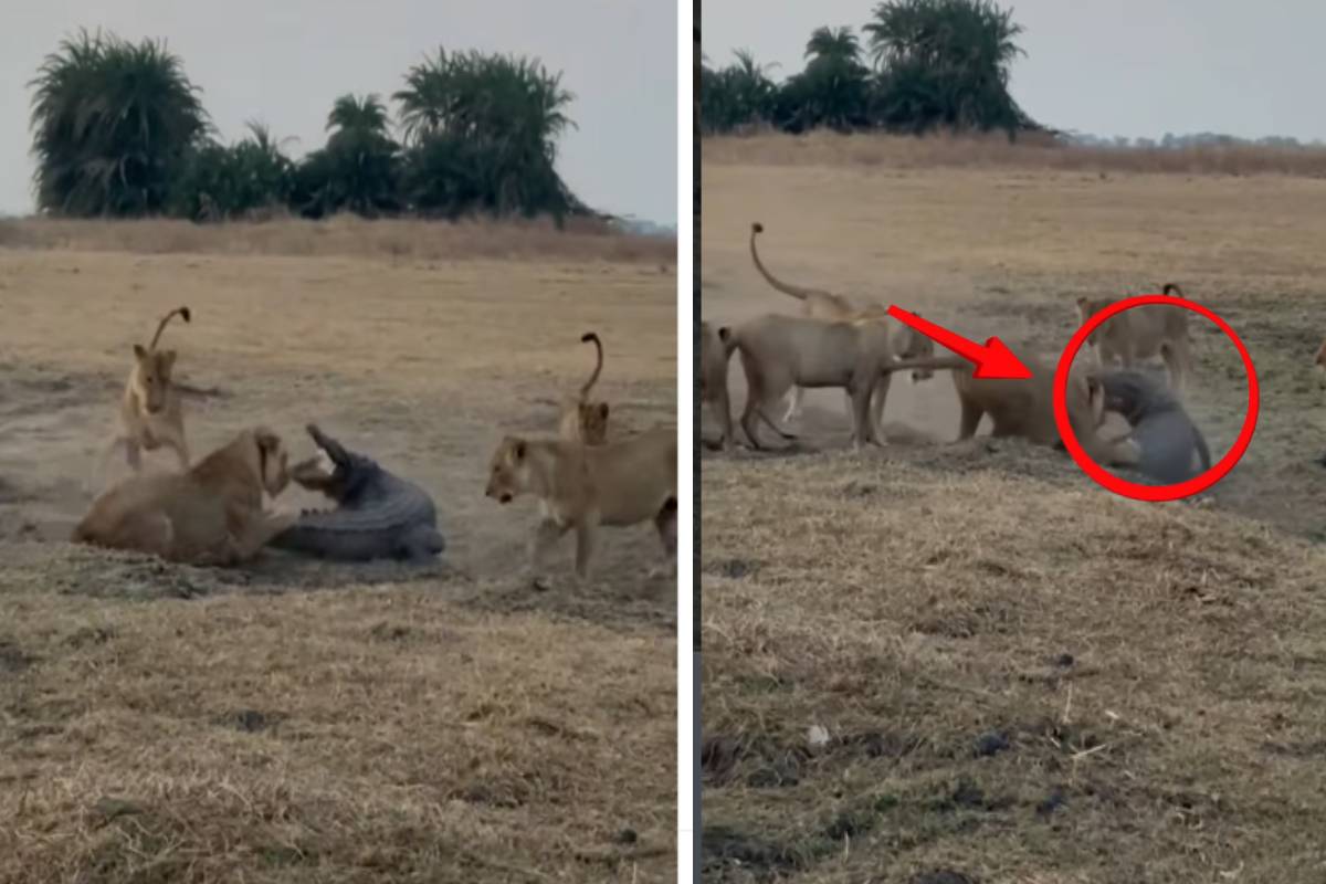 சிங்கங்களிடம் வசமாக சிக்கிய முதலை! இறுதியில் நடந்தது என்ன? | Lions Hunting Crocodile Video Viral