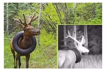 கழுத்தில் டயருடன் இரண்டு வருடம் அவதிப்பட்ட மான்: விடுவிக்கப்பட்ட திரில் காட்சி